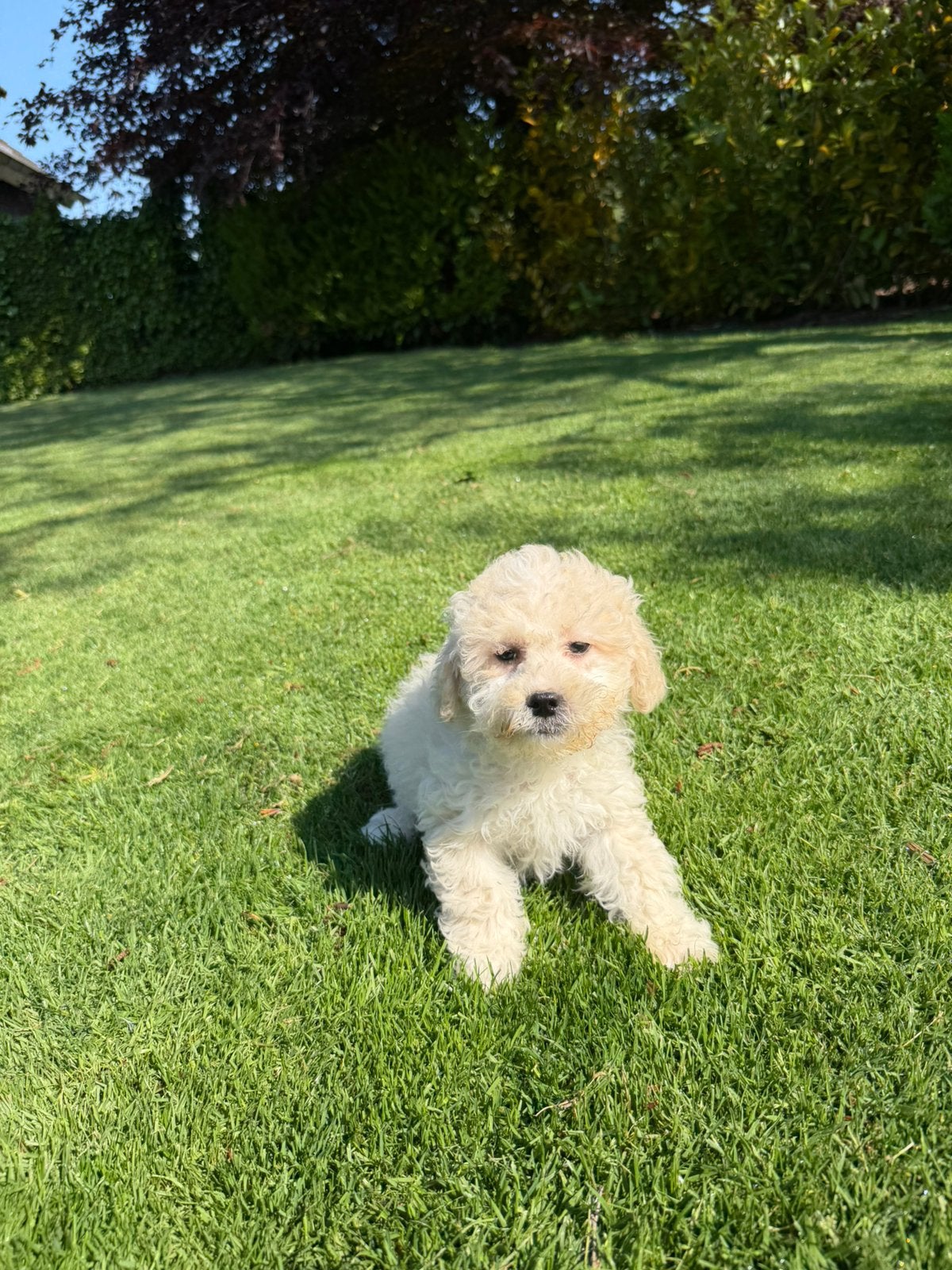 Maltipoo (Maltezer x Poedel) pups reutjes, Dieren en Toebehoren, Poedel, Parvo, Nederland, 8 tot 15 weken