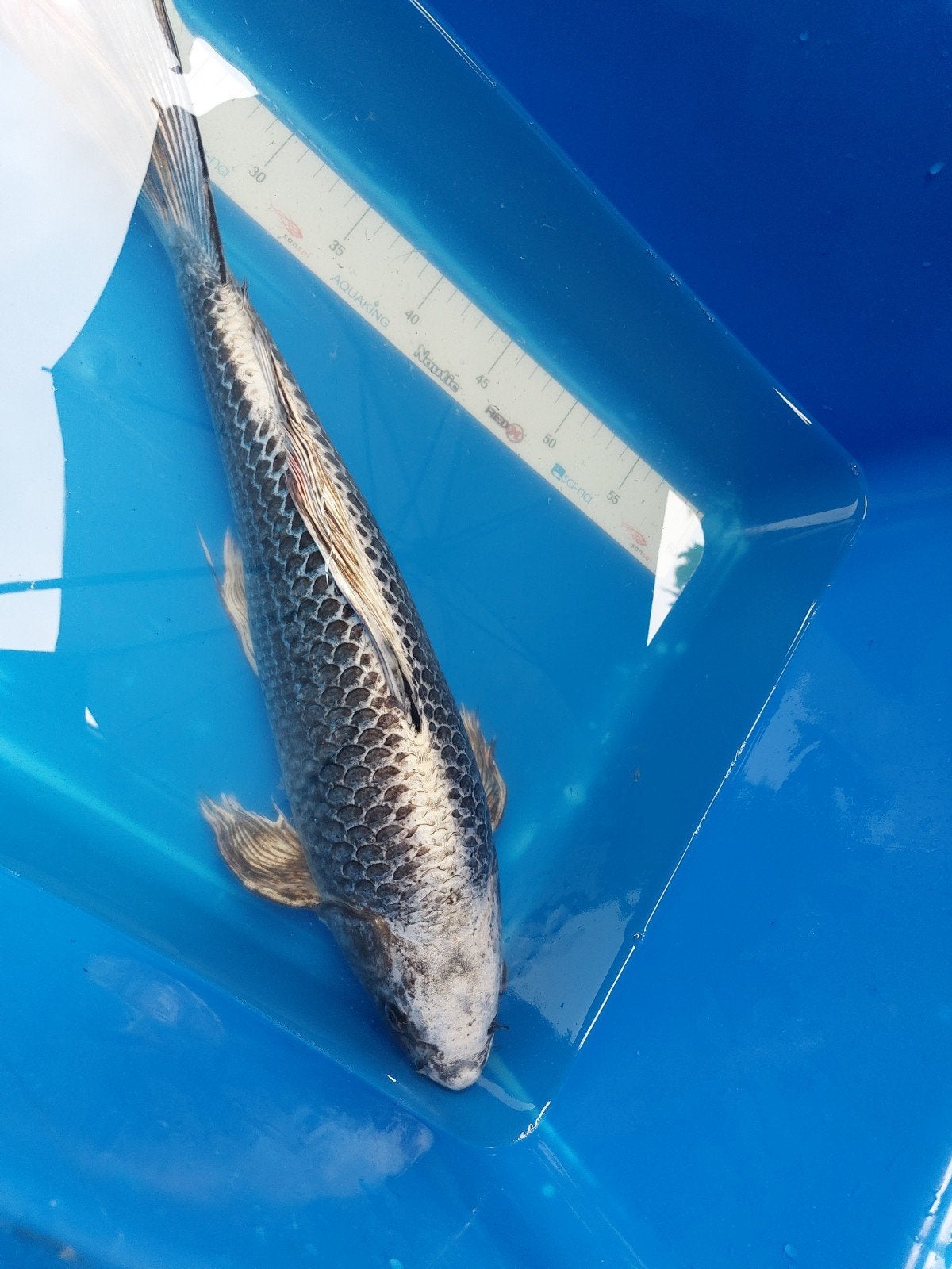 Kabuto Butterfy, Karper of Koi