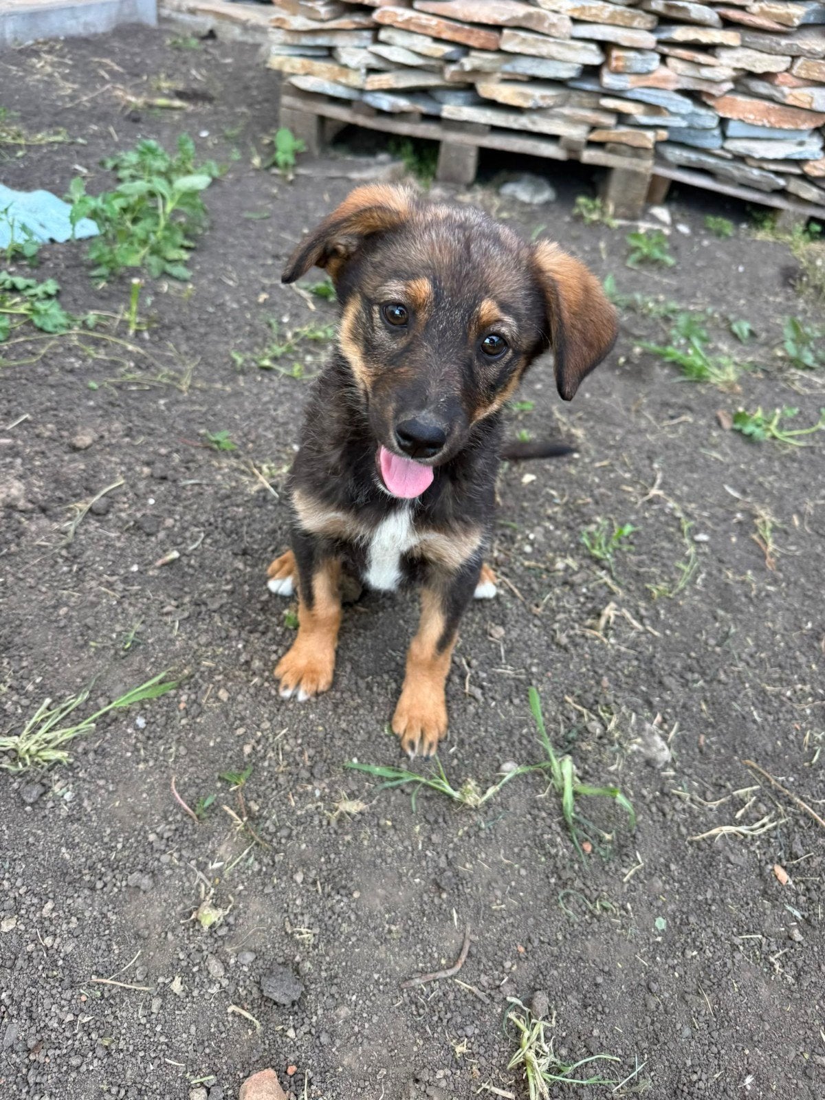 Teefje puppy adoptiehond herplaatser, Dieren en Toebehoren, Particulier, 15 weken tot 1 jaar, Overige rassen, Buitenland