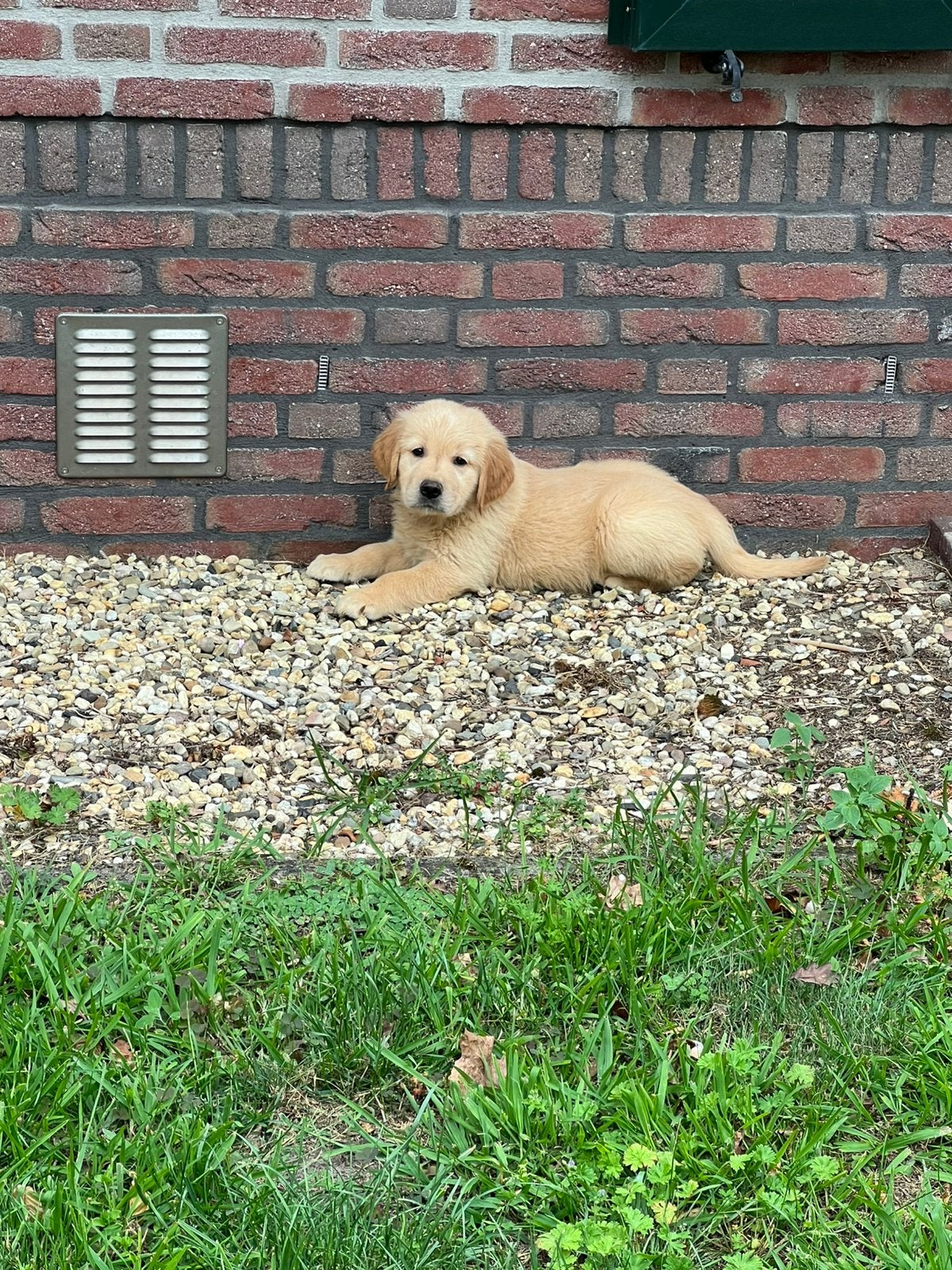 Prachtige Golden Retriever pups, Golden retriever, Nederland, 8 tot 15 weken, Parvo