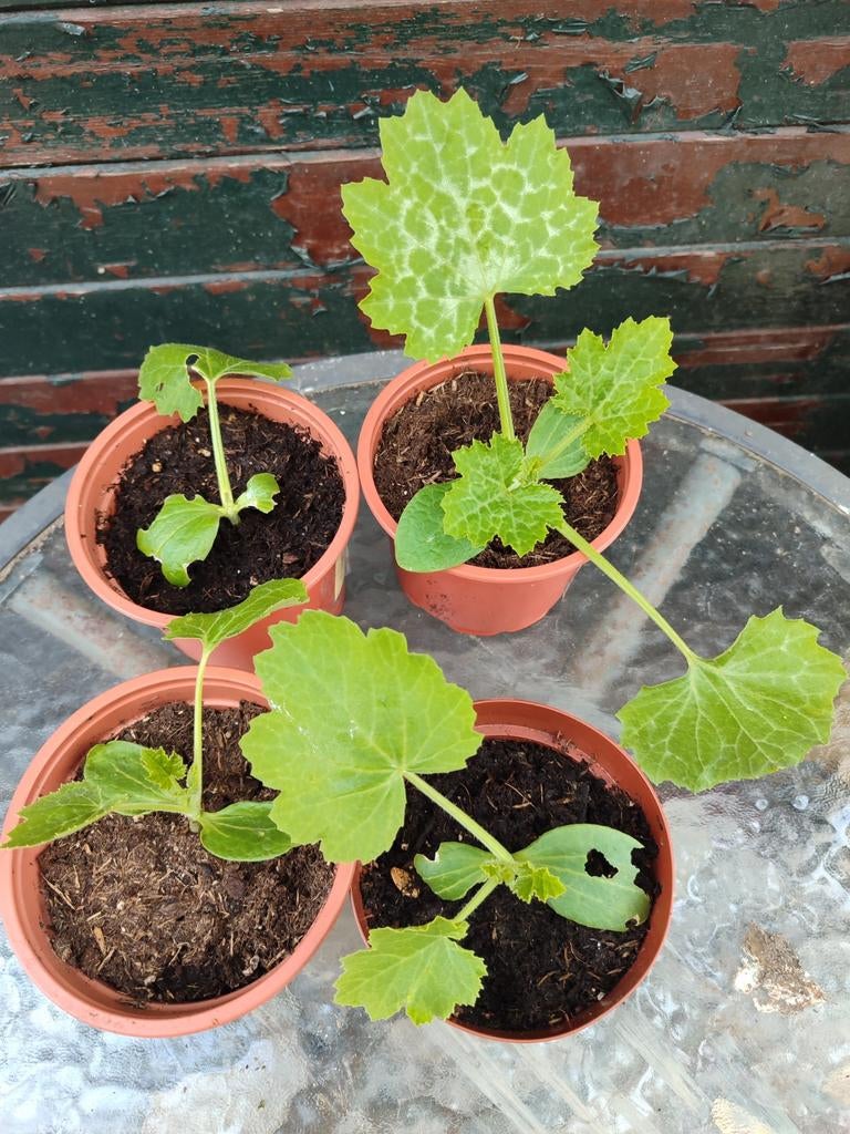 Courgette plantjes, moestuin, courgette stekjes,, Ophalen, Eenjarig, Groenteplanten, Volle zon