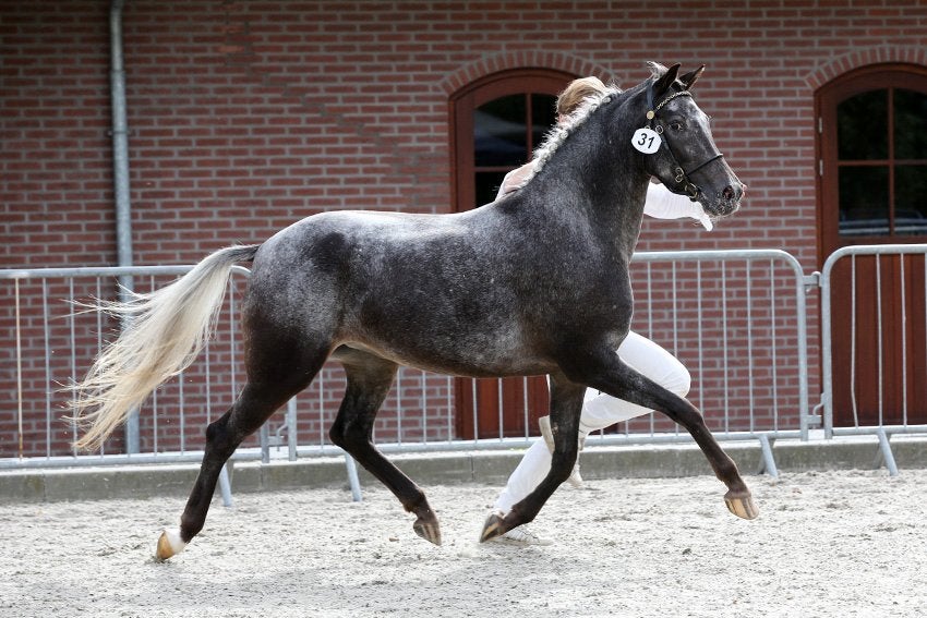 In bruikleen aangeboden L2 voorlopig keur D pony merrie, Merrie, Dressuurpony, M, 3 tot 6 jaar