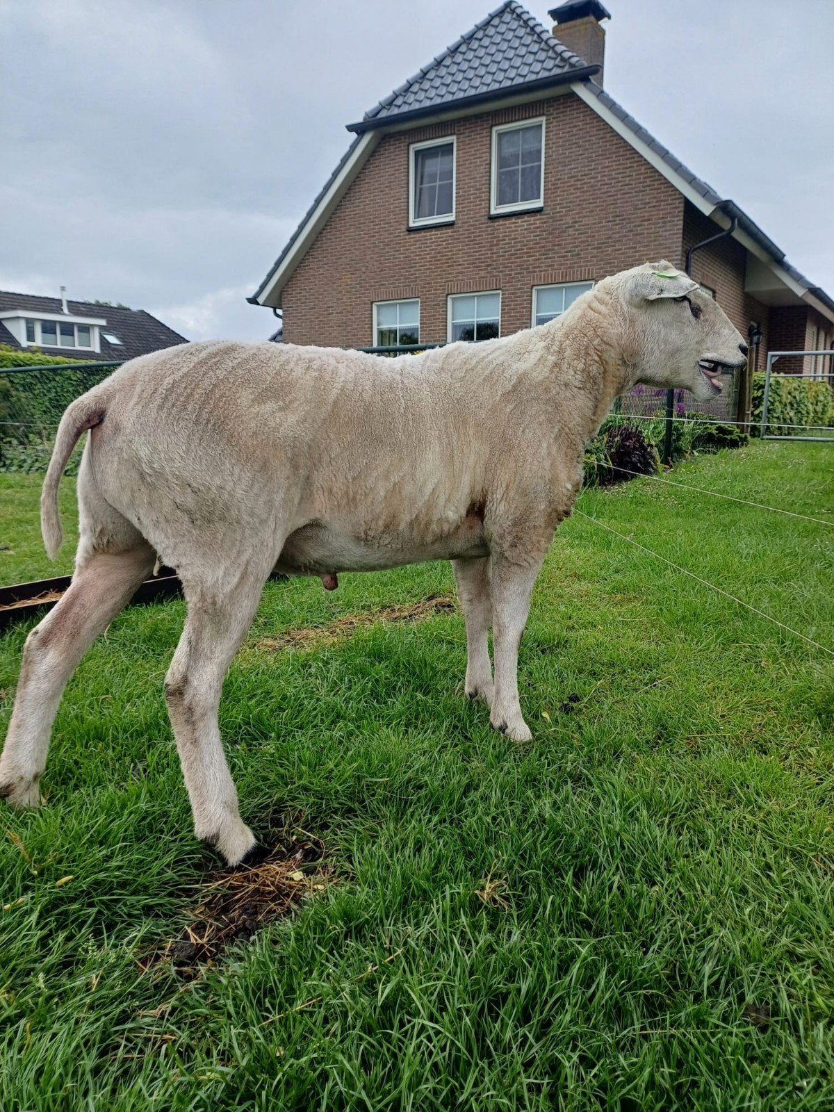 Gekeurde swifter ram