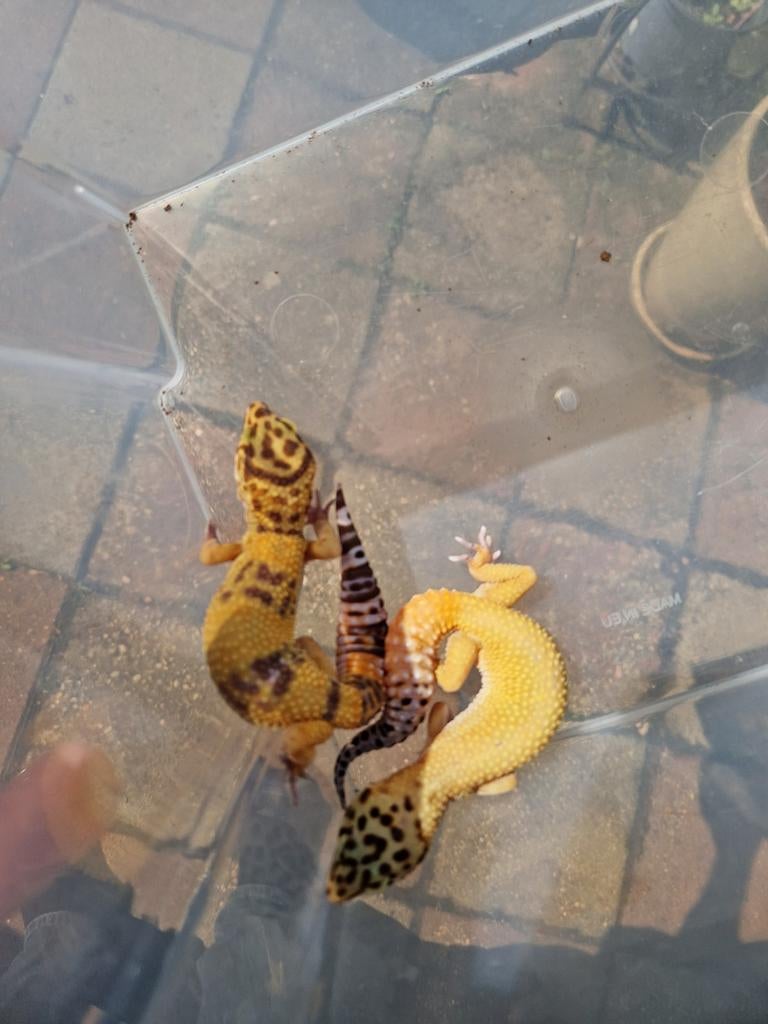 Eublepharis macularius vrouwen Leopard Gecko - female for sale from hofman