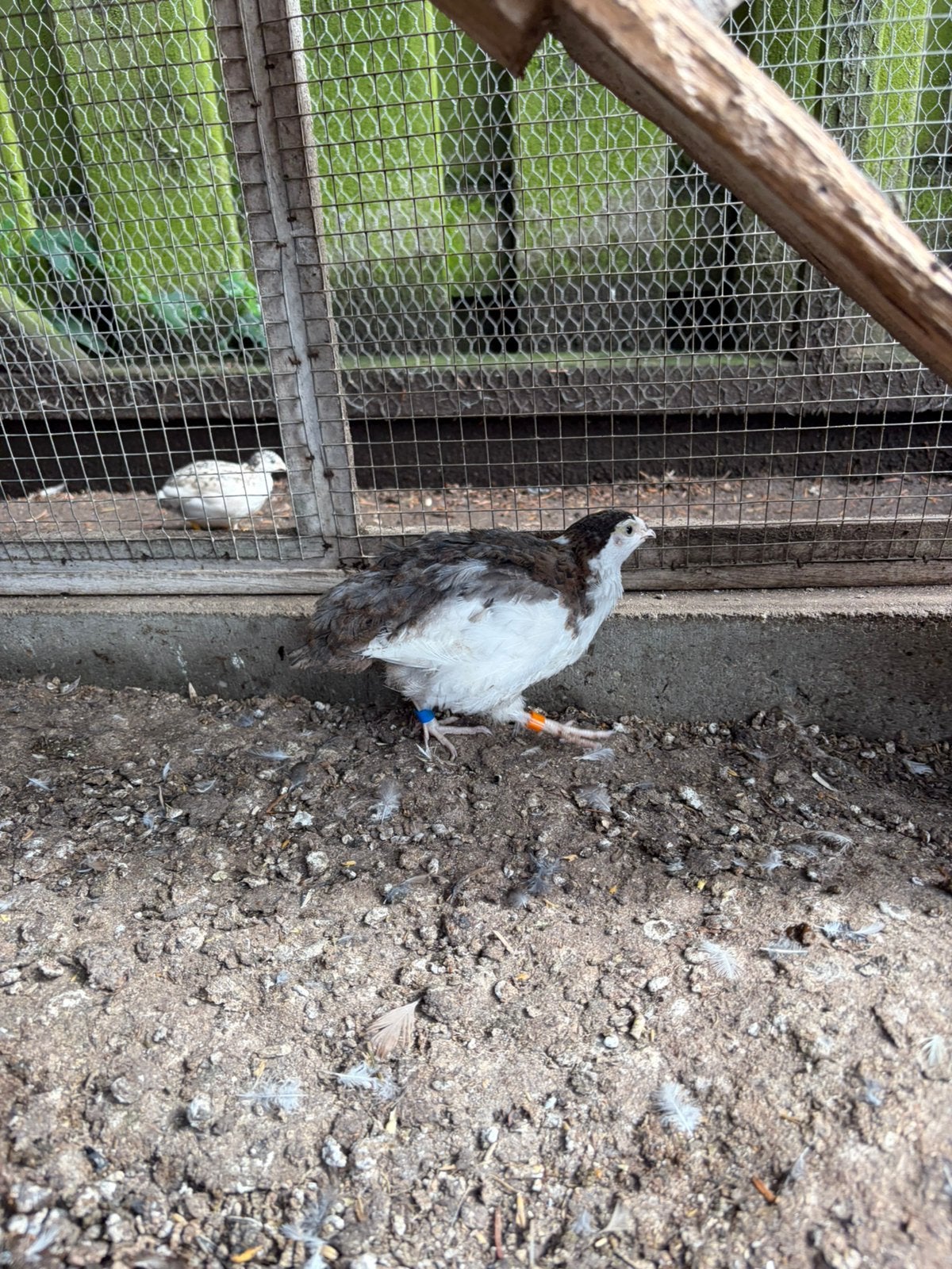 Japanse kwartel haan 5wk, Dieren en Toebehoren, Pluimvee, Mannelijk, Overige soorten