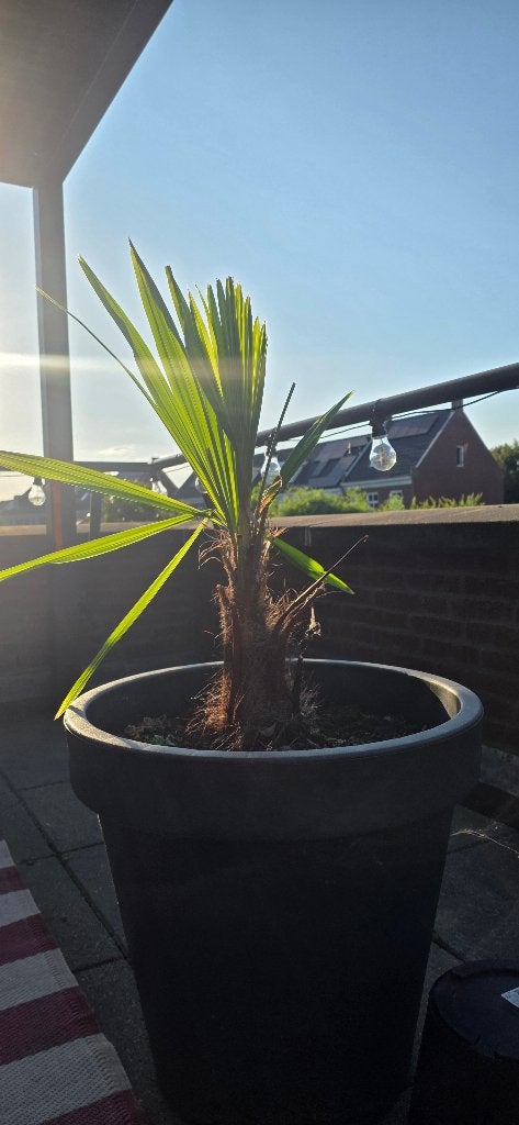 Palm, Volle zon, Vaste plant, Bloeit niet, Ophalen
