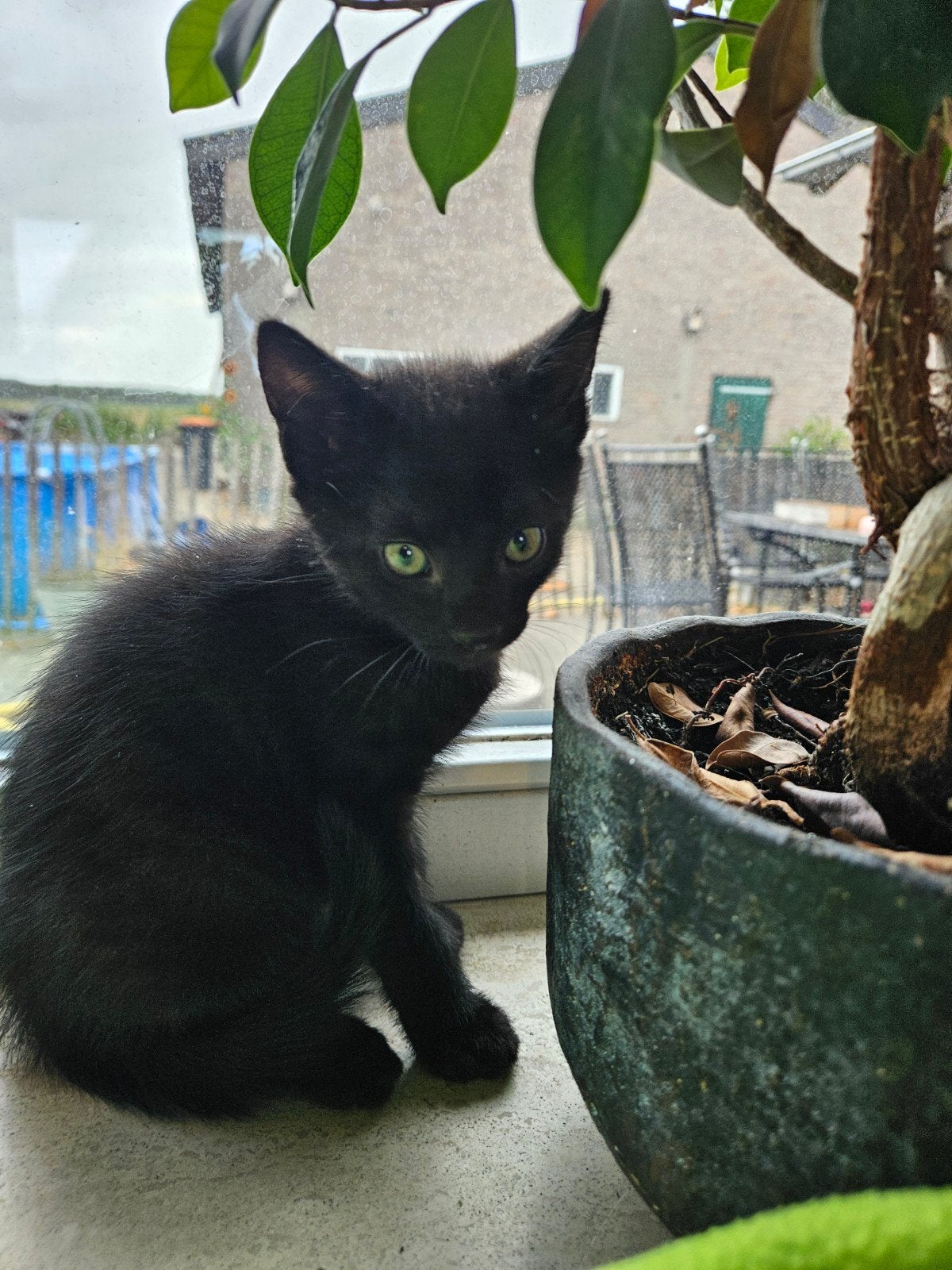 zeer tamme kitten, Kater
