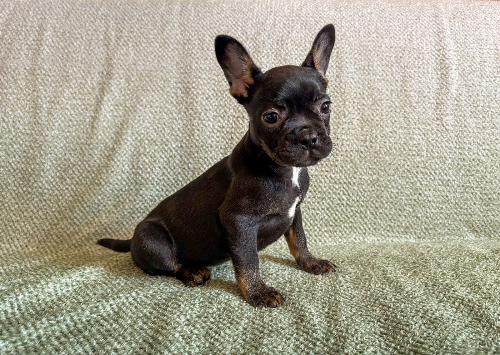 Franse bulldog reutje met arfe stamboom, Dieren en Toebehoren, Parvo, Reu, 8 tot 15 weken, Bulldog