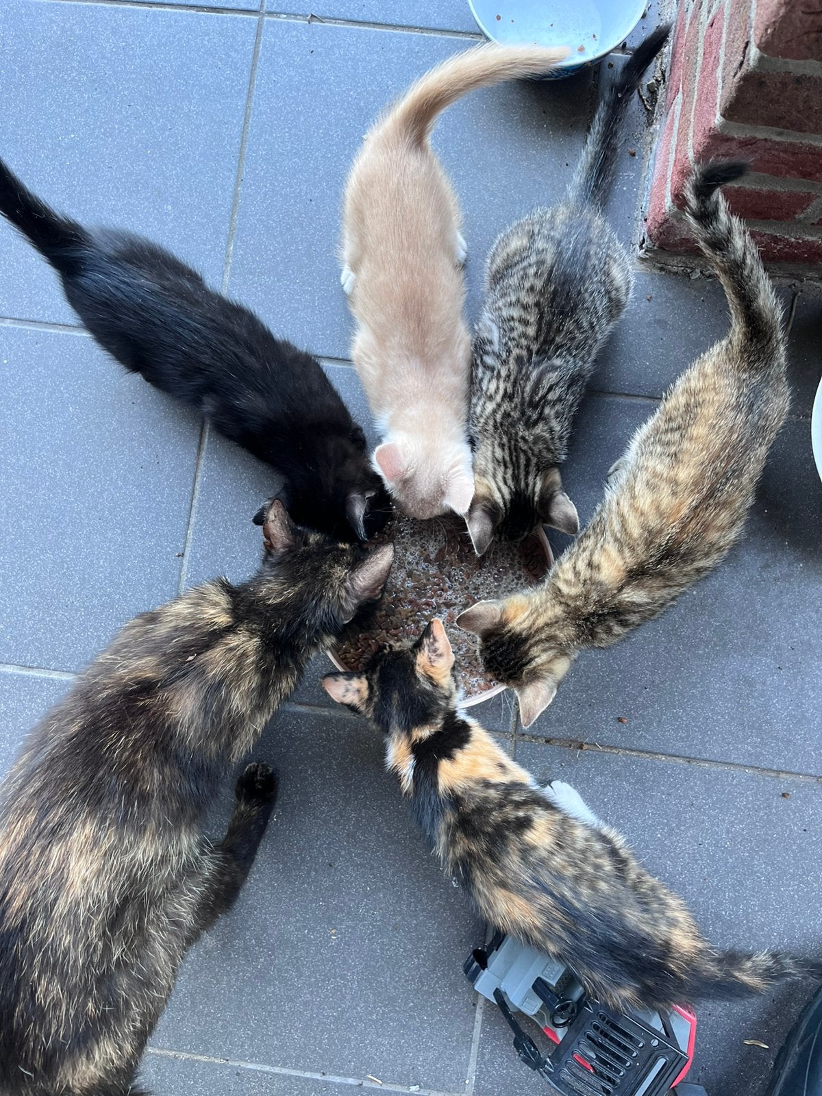 Leuke boerderijkittens met mooie vacht, Dieren en Toebehoren, Meerdere dieren, Kortharig, 0 tot 2 jaar