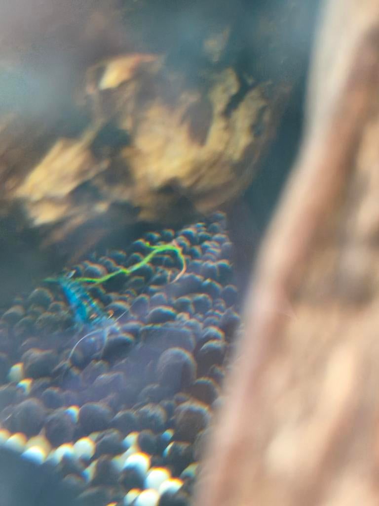 Garnalen aquarium, Vis