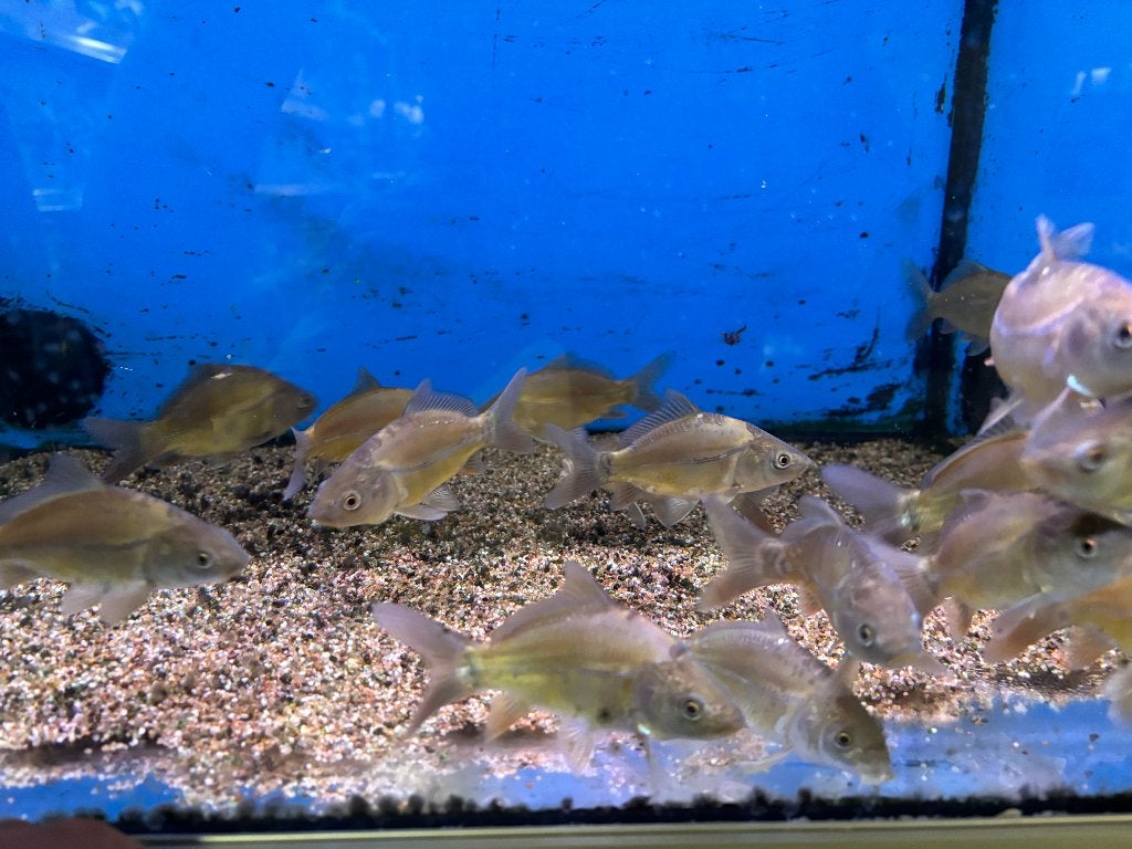 Spiegelkarper 8-10cm, Karper of Koi