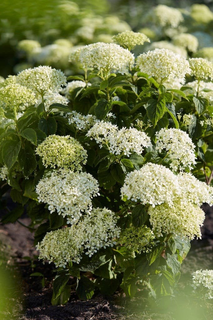 Witte hortensia's te koop, Vaste plant, Halfschaduw, Zomer, Ophalen