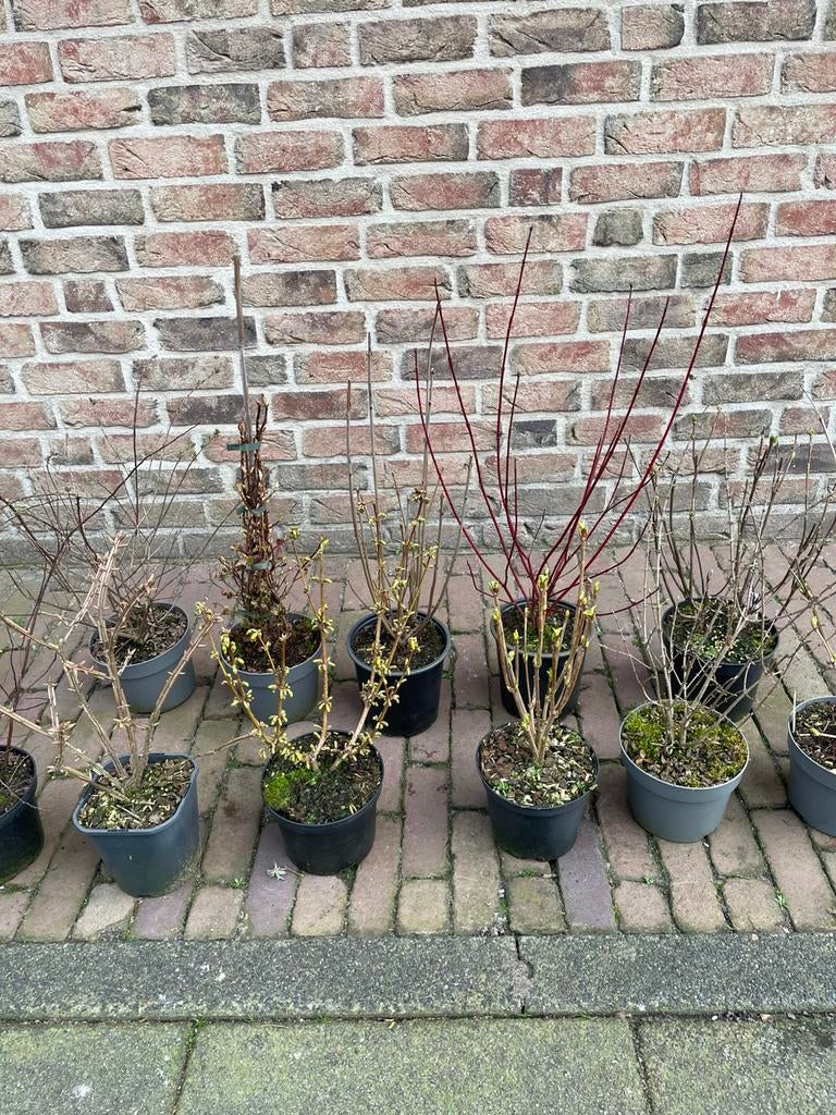 Voordeel voorjaars aanbieding!, Volle zon, Vaste plant, Lente, Ophalen