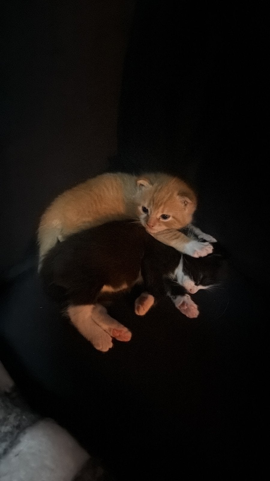 2 kittens (mogen gelijk mee!), Meerdere dieren