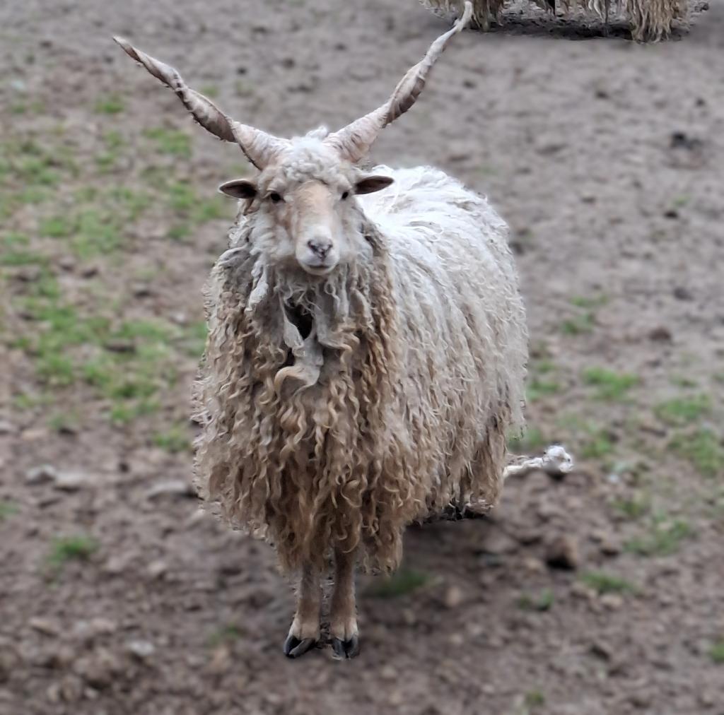 Hongaarse Racka Ram, Dieren en Toebehoren, Schapen, Geiten en Varkens, Mannelijk, Schaap, 0 tot 2 jaar