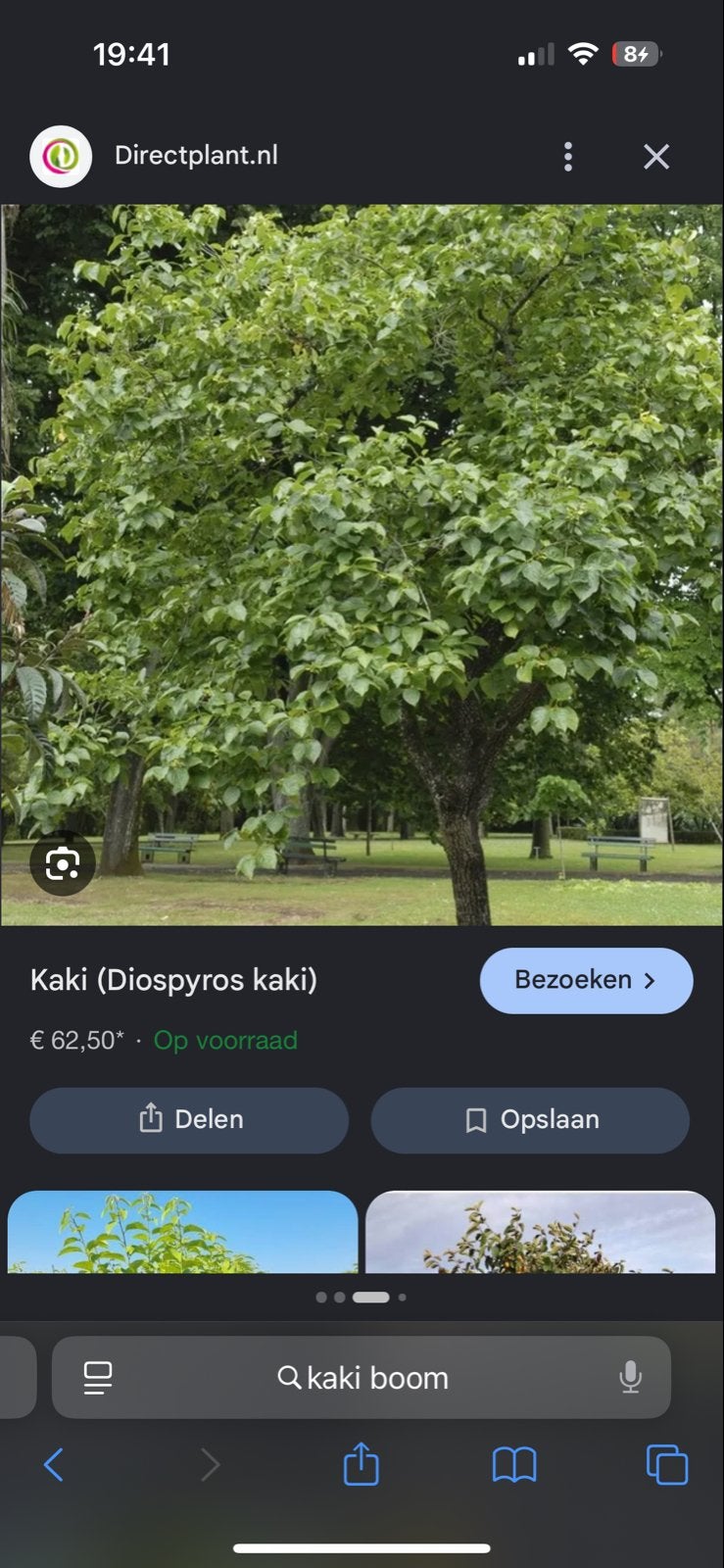 Opzoek naar PawPaw en Kaki (Diospyros kaki) boom -, Overige soorten, Lente, 250 tot 400 cm, Ophalen