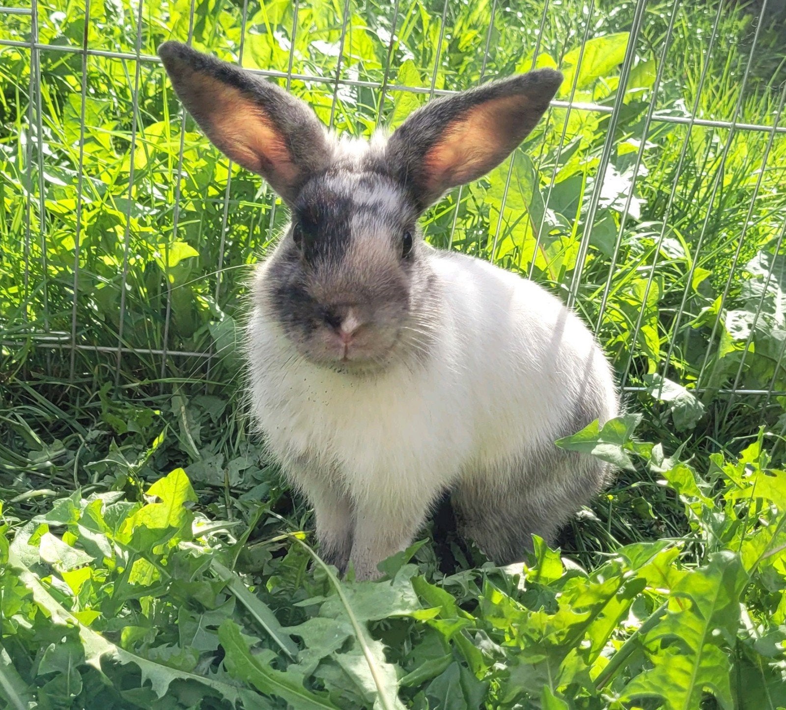Lieve tamme konijnen te koop, April, Meerdere dieren, Overige typen, Tam