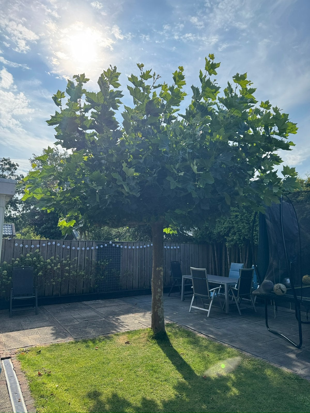 Dakplataan (Platanus  hispanica 240x20, Tuin en Terras, Planten | Bomen, Overige soorten, Minder dan 100 cm, Zomer, Ophalen