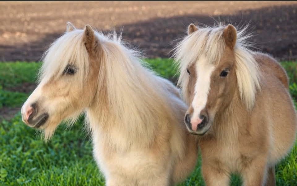 Mushroom mini Shetland Pony 2x, Met stamboom, 0 tot 2 jaar, Hengst, A pony (tot 1.17m)