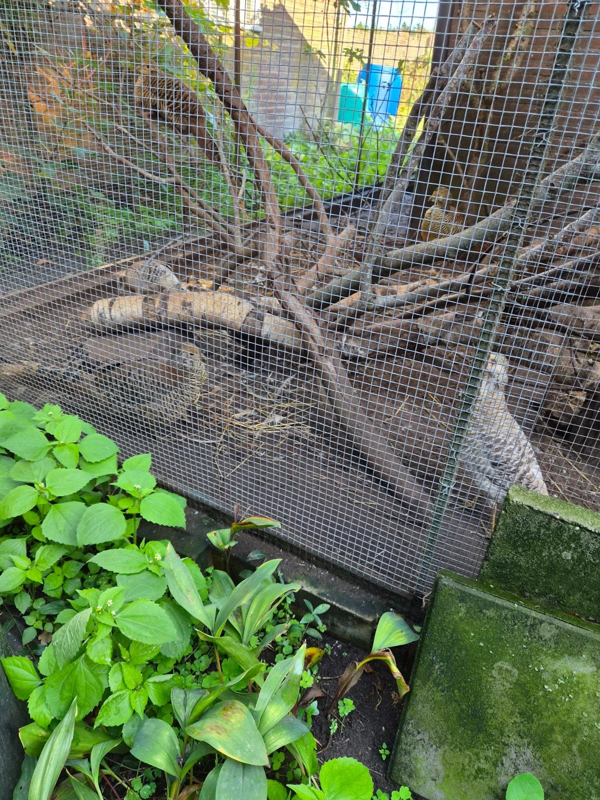 2 fazant hennen, Dieren en Toebehoren