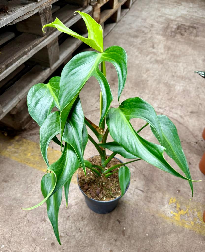 Monstera Burl Marx Flame, Huis en Inrichting, Overige soorten, In pot, Minder dan 100 cm, Groene kamerplant
