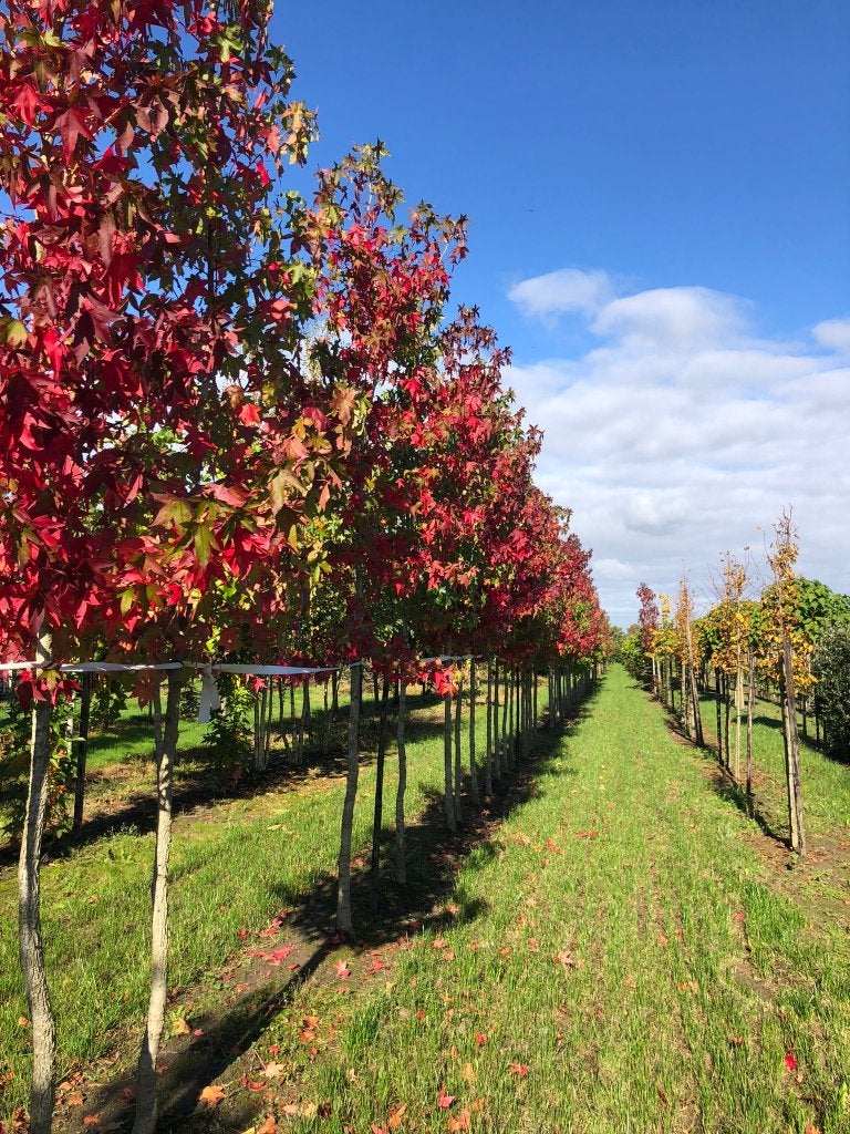Liquidambar styraciflua Amberboom, Bloeit niet, Overige soorten, 250 tot 400 cm, Ophalen