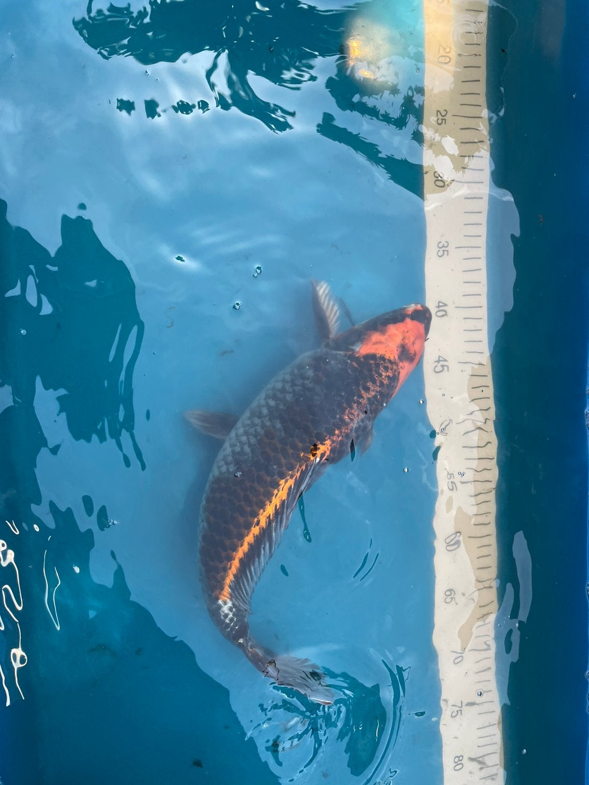 Intratuin koi te koop, Dieren en Toebehoren, Vissen | Vijvervissen, Karper of Koi