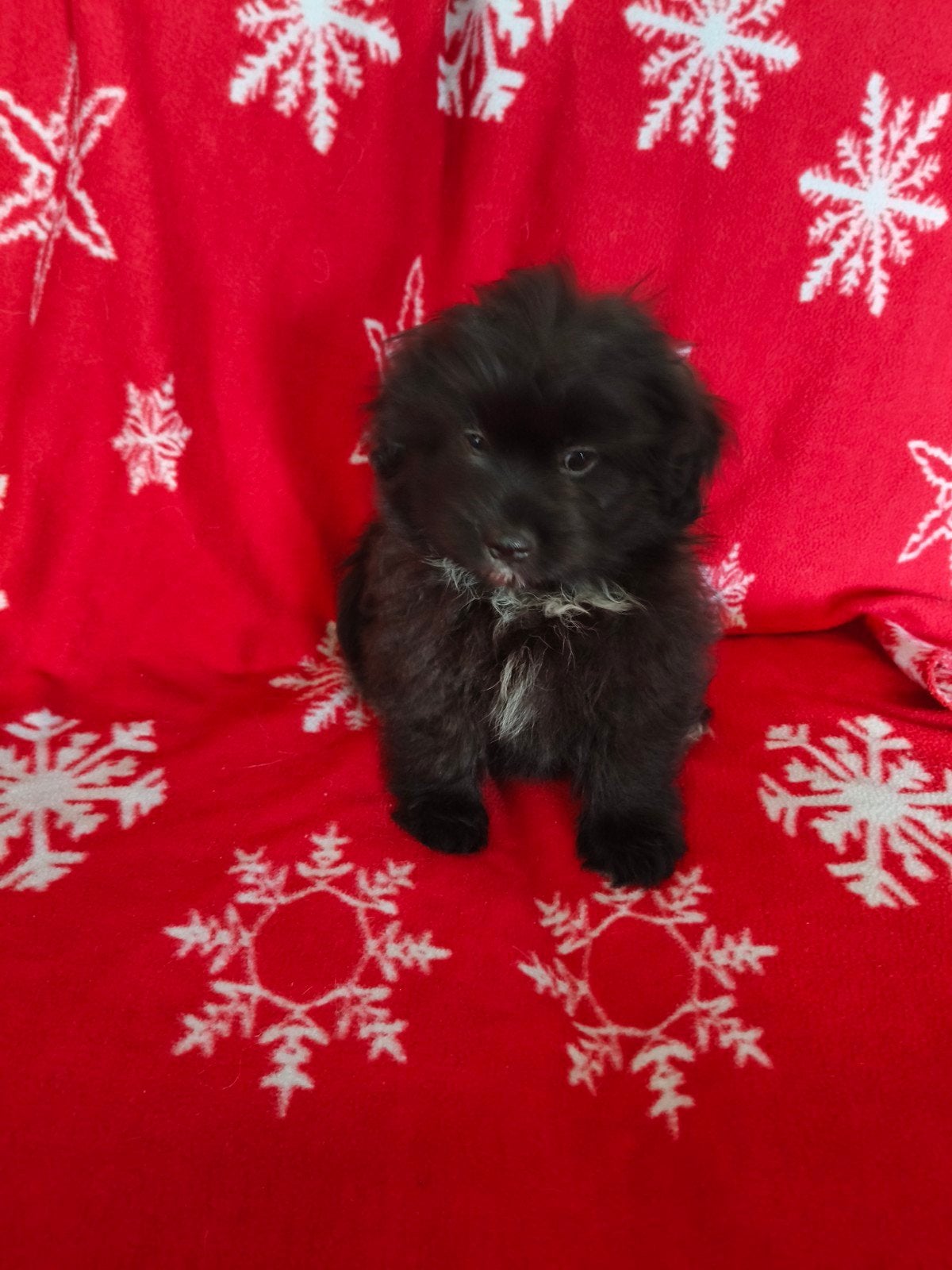 Te koop Boomer Pomeriaan pups, Overige rassen, Meerdere, Meerdere dieren, Nederland