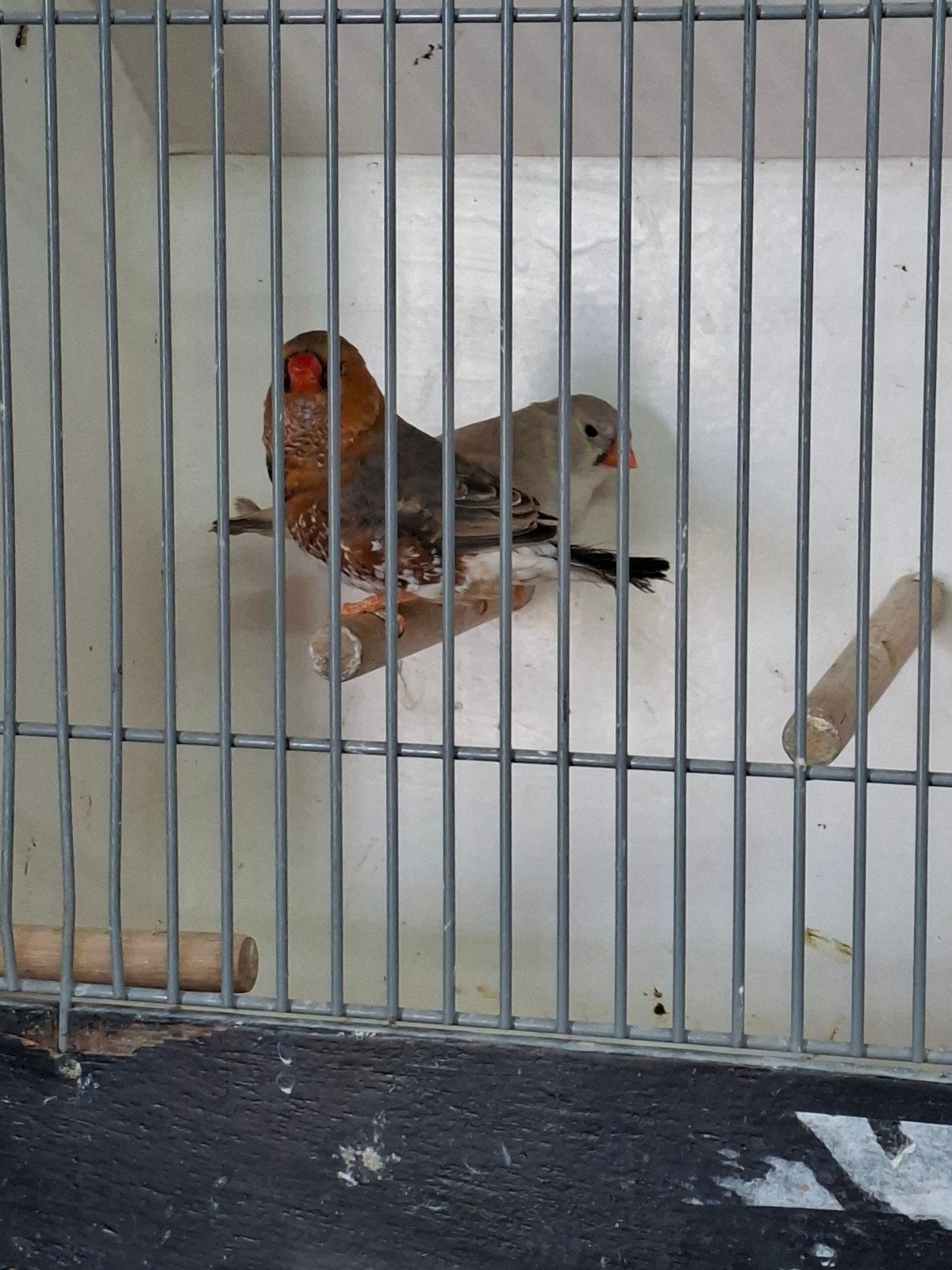 Koppel oranjeborst zebravinken split charcoal, Meerdere dieren