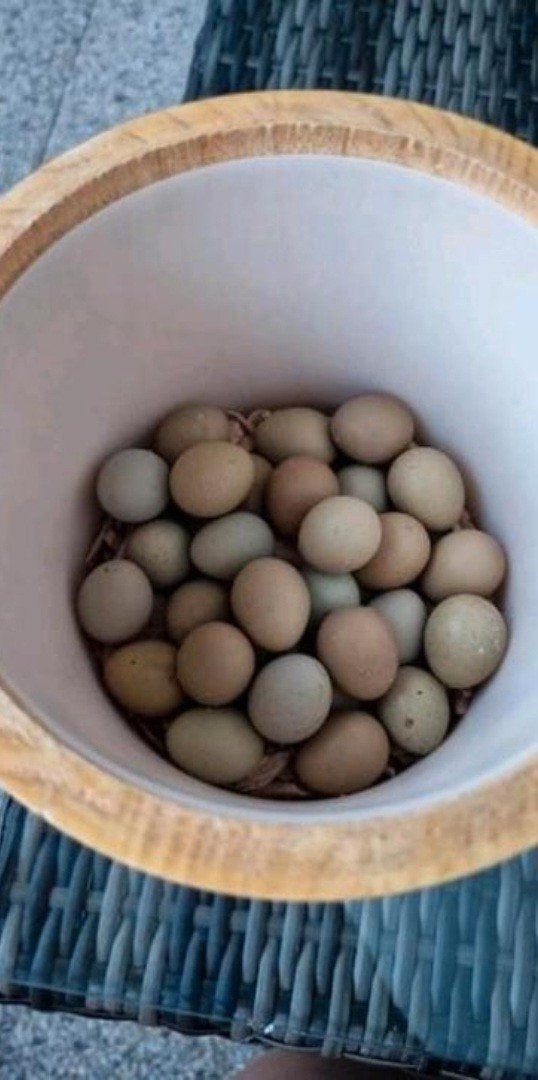 Verse broedeieren van Chinese dwergkw, Dieren en Toebehoren