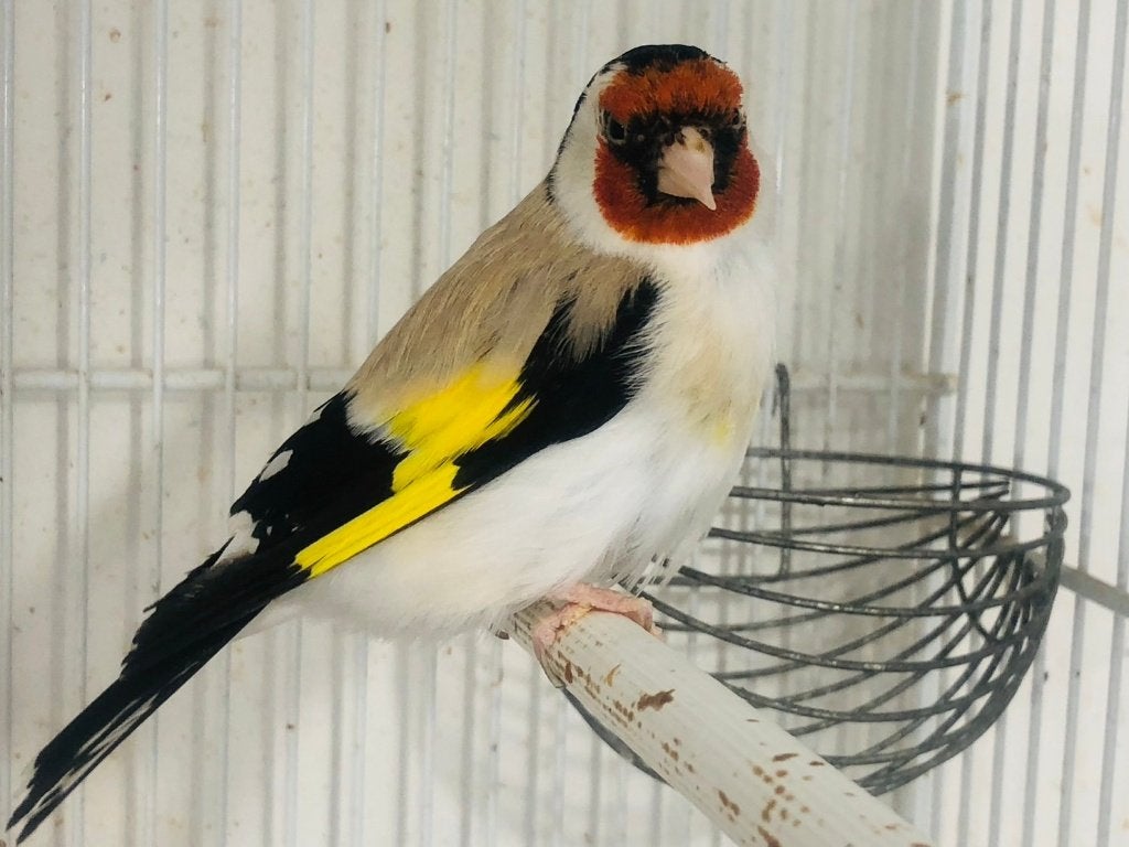 Putter man 2023, Mannelijk, Wildzangvogel, Geringd