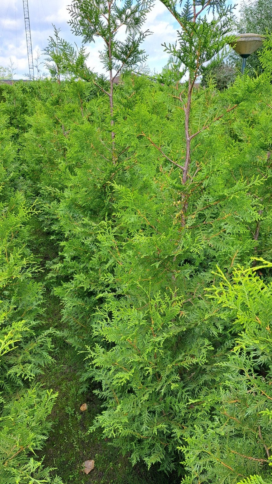 Thuja Brabant haagconifeer van 160-200+, Ophalen, Conifeer, 100 tot 250 cm