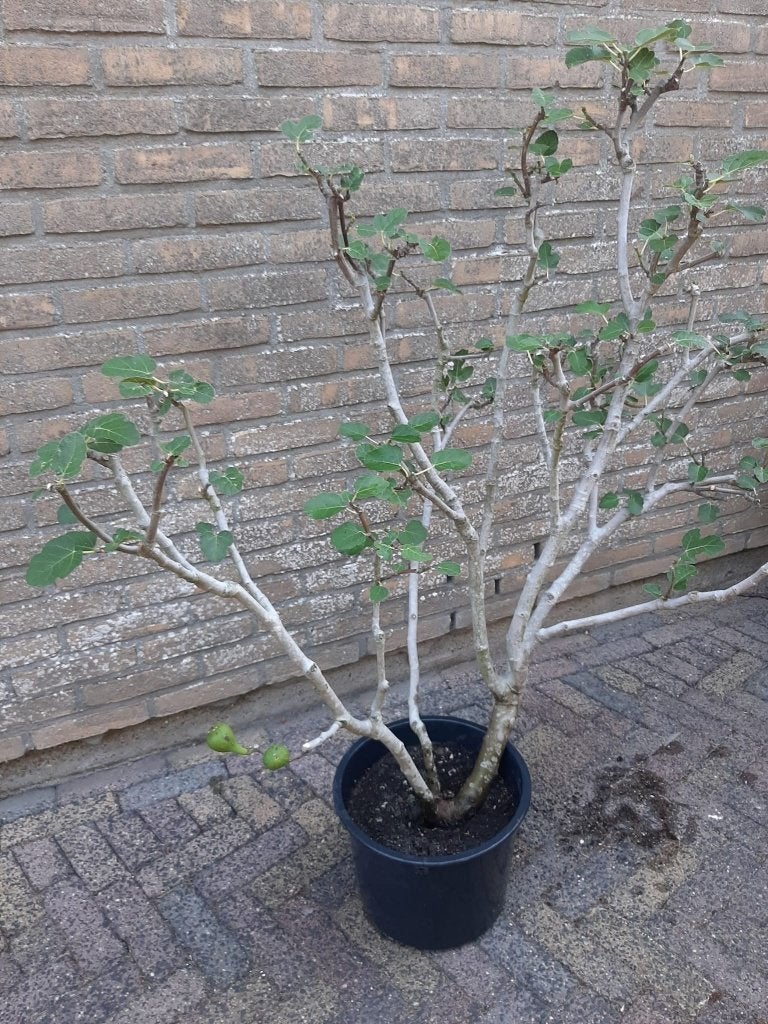 Biologische  Vijgenboom 8,5 jaar oud, Ophalen, Volle zon, In pot, Vijgenboom