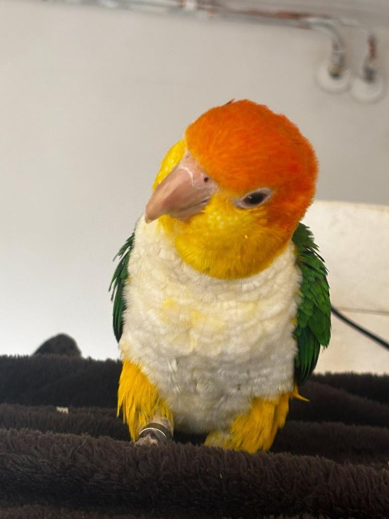 Gezocht roestkop caique, Dieren en Toebehoren, Vogels | Parkieten en Papegaaien, Papegaai