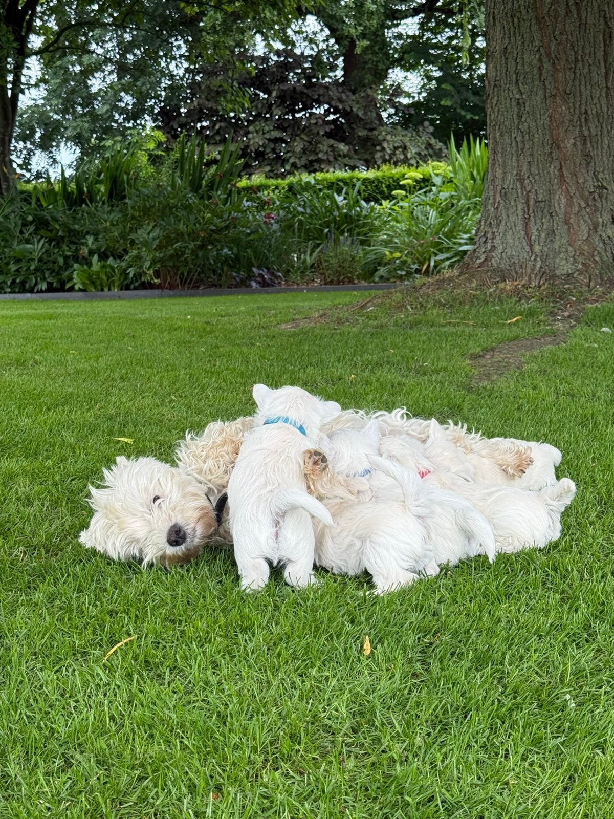 West highland white terrier pups, Overige rassen, 8 tot 15 weken, Meerdere, Meerdere dieren