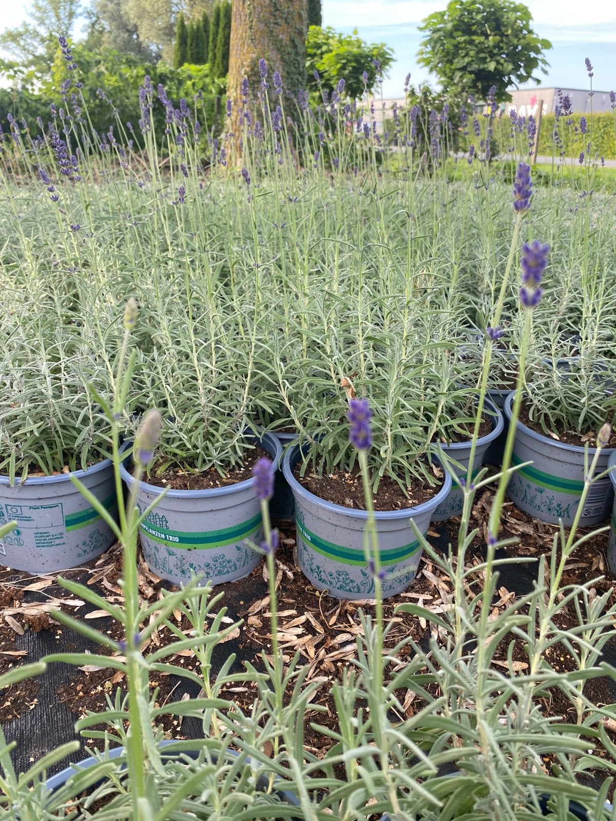 Bloeiende lavendel hidcote in3literpot paars winterhardva€1, Tuin en Terras, Planten | Tuinplanten, Ophalen, Overige soorten, Volle zon