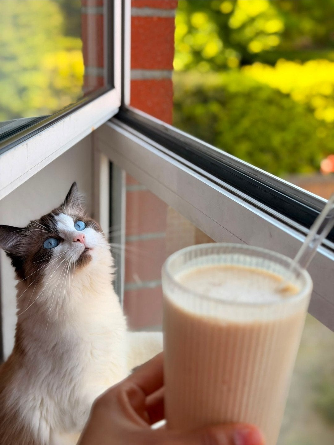 Dringende plaatsing: Luna, anderhalf jarige ragdoll, Poes, Langharig, 0 tot 2 jaar