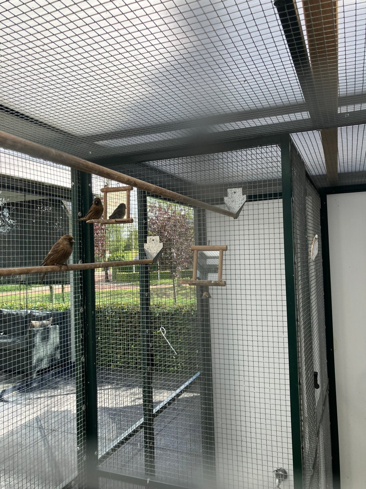 Barmsijsje 2023 man Geringd. En 2 jongen 2026, Dieren en Toebehoren, Meerdere dieren, Parkiet, Geringd