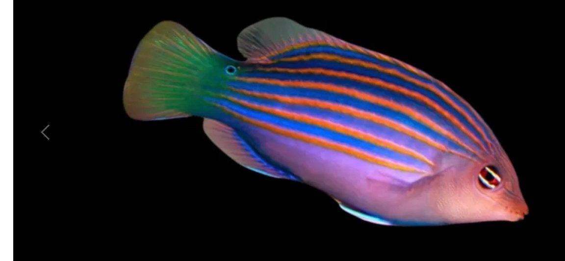 Zoutwater vissen, Dieren en Toebehoren, Vis