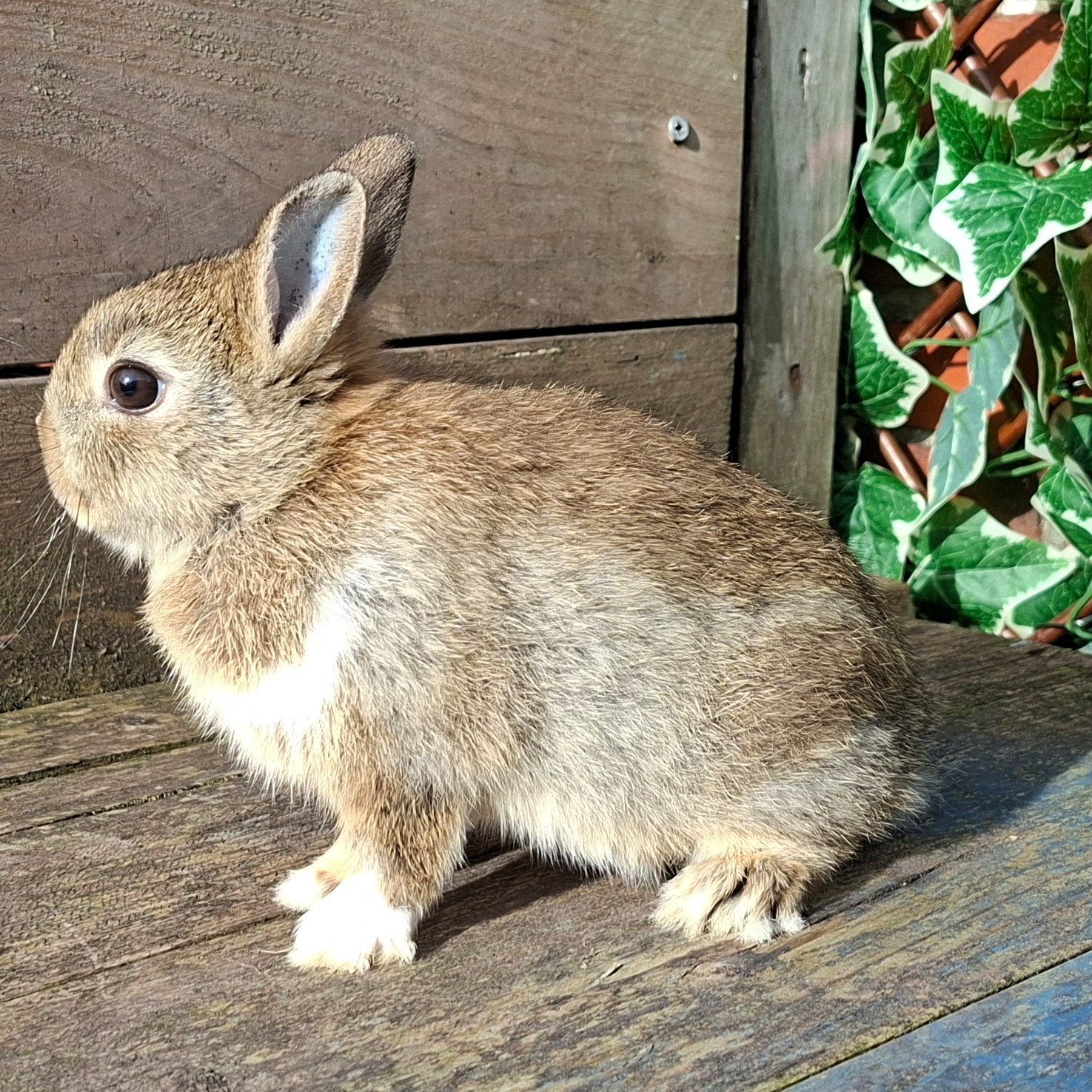 Kleurdwerg rammetje, Dieren en Toebehoren, Konijnen, Mannelijk, Dwerg