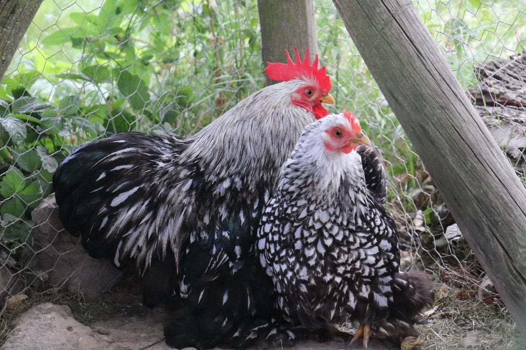 cochin zilver zwart gezoomd, Dieren en Toebehoren, Pluimvee, Meerdere dieren, Kip