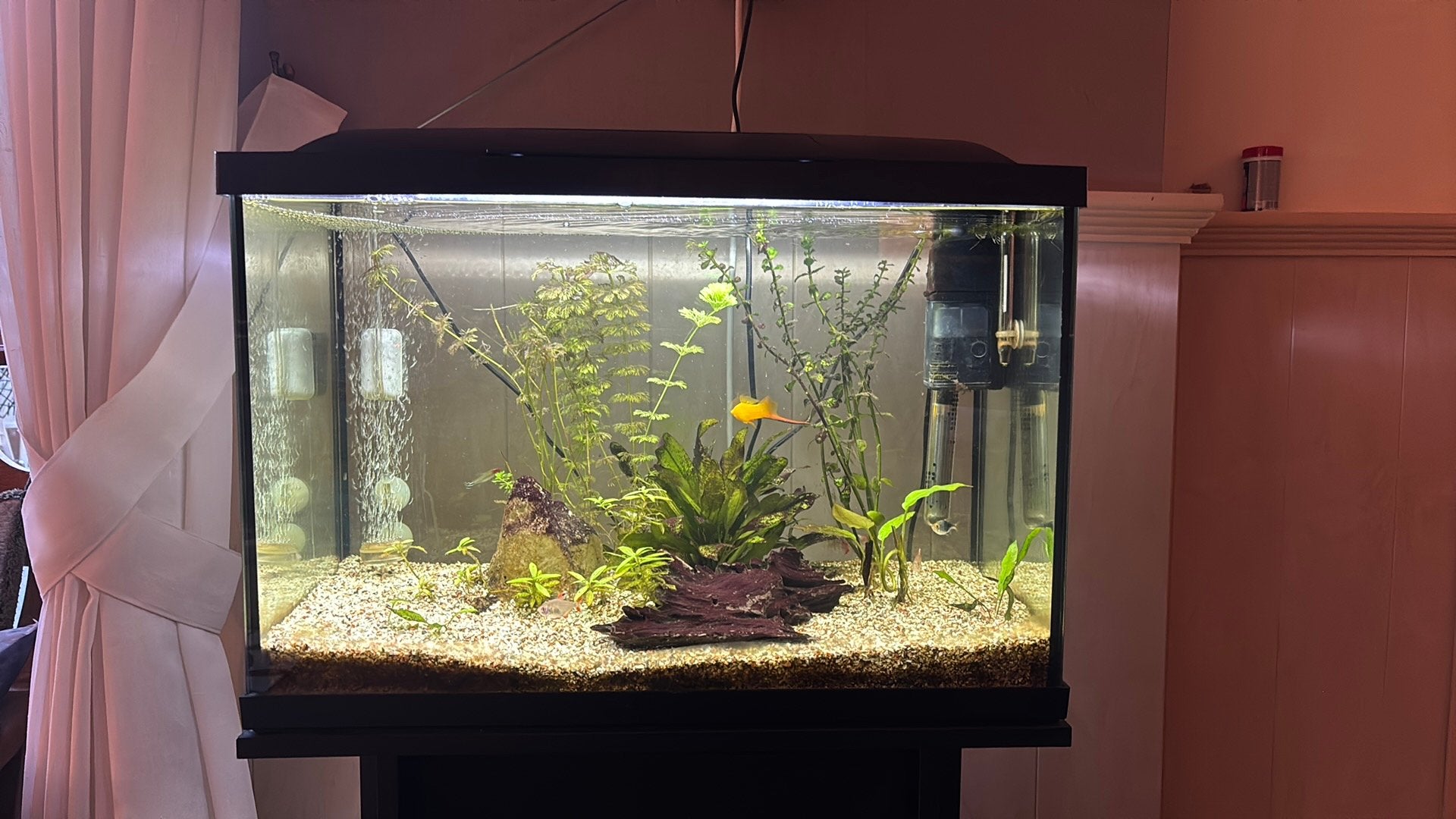 Aquarium met vissen 60 liter, Ophalen, Gebruikt, Inclusief vissen, Gevuld zoetwateraquarium