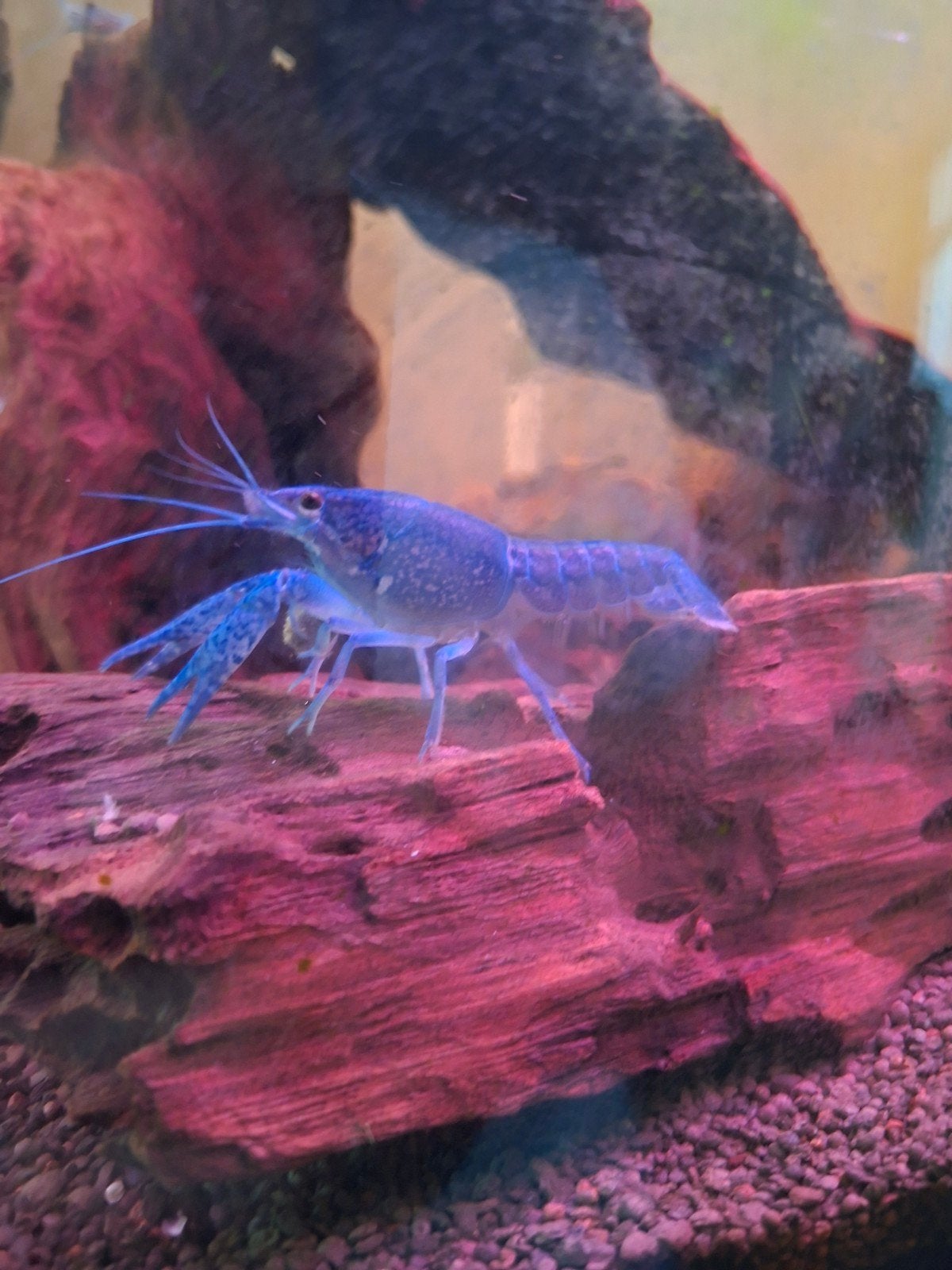 Blauwe Floridarivierkreeft, Dieren en Toebehoren, Vissen | Aquariumvissen, Kreeft, Krab of Garnaal