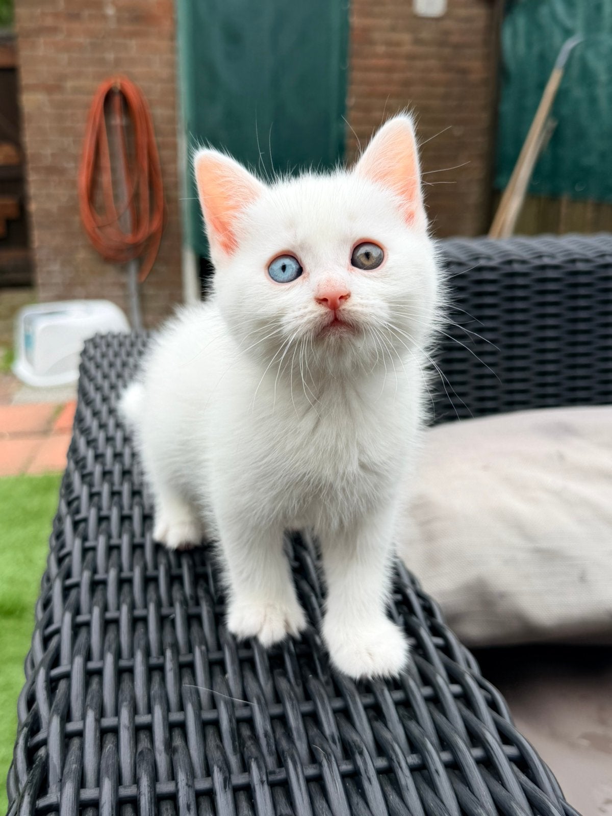 RASZUIVERE KITTENS ZOEKEN EEN LIEVEND HUIS!, Meerdere dieren, Ingeënt, 0 tot 2 jaar