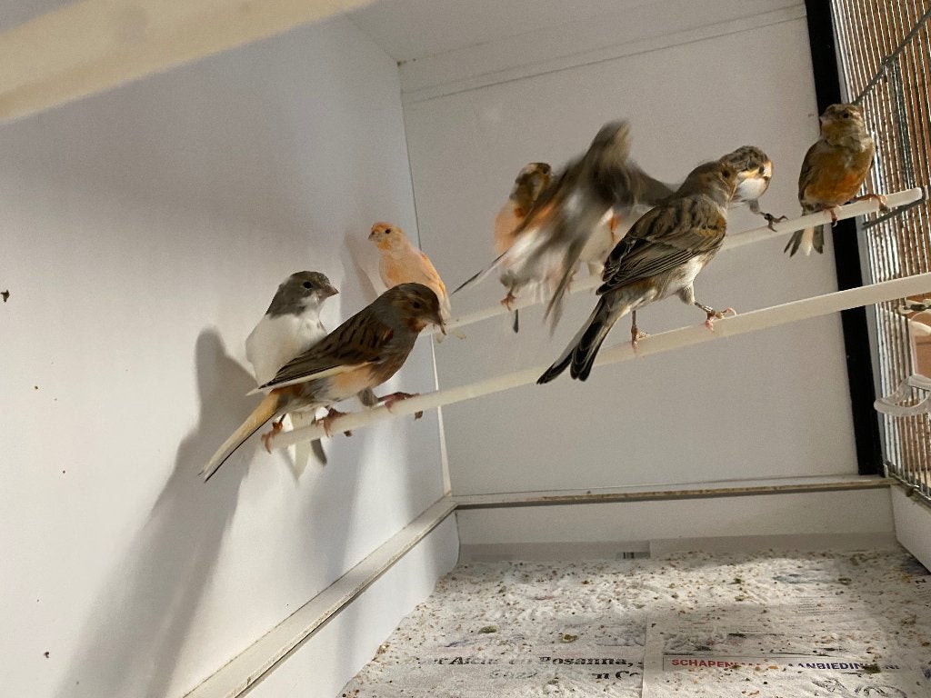 Harlekijn kanaries, Dieren en Toebehoren, Meerdere dieren, Postuurkanarie