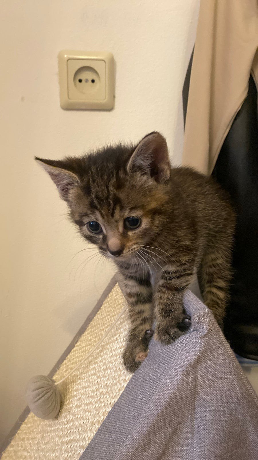 Kittens, Meerdere dieren