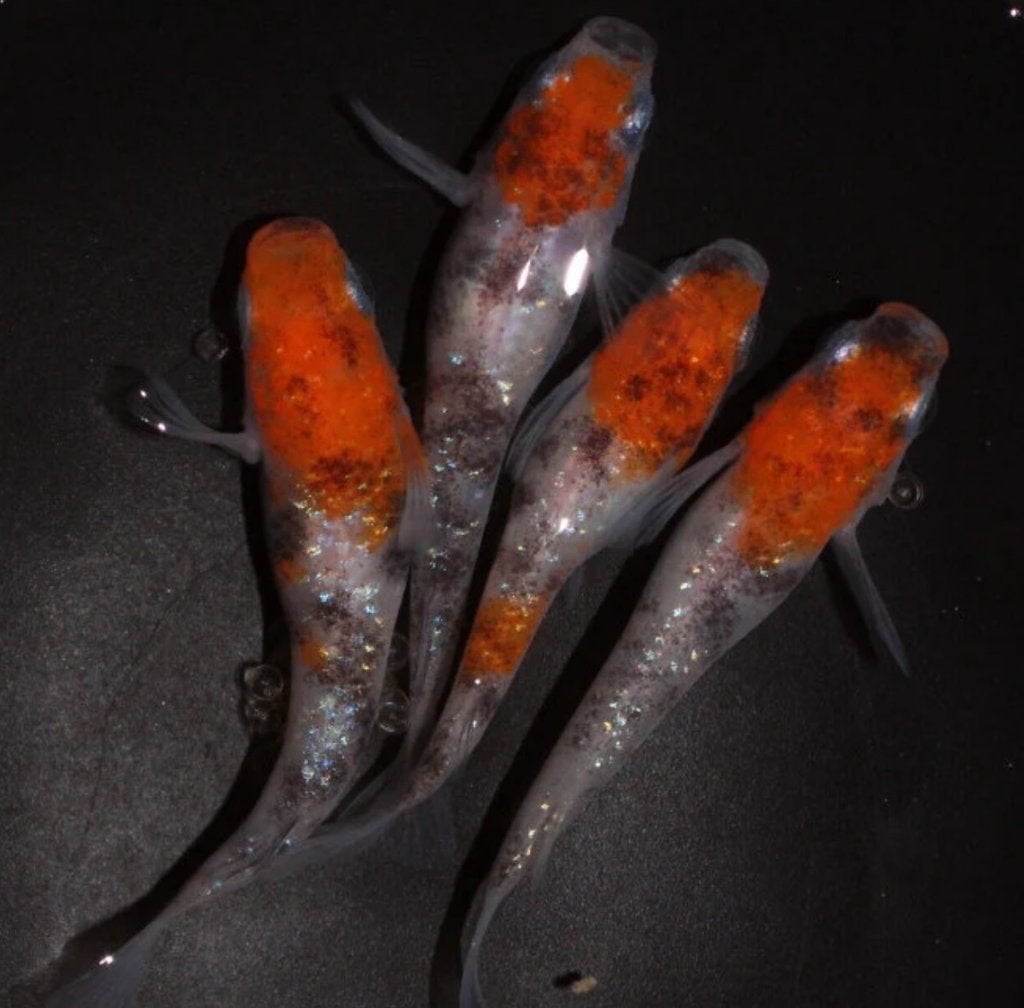 Medaka - Japanse Rijstvis - Tricolor, Karper of Koi