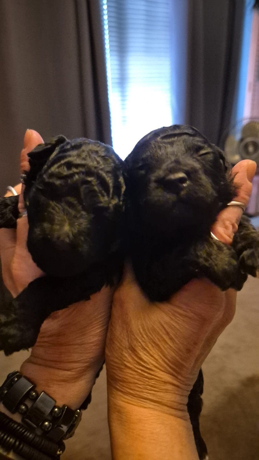 toypoedel pups, Parvo, Overige rassen, 8 tot 15 weken, Meerdere