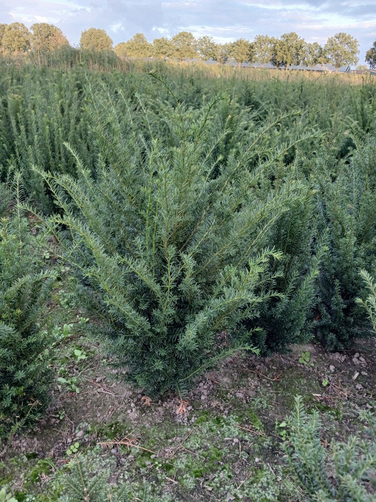 Taxus planten maat 60-80cm en 80-100cm, Ophalen, Bloeit niet, Vaste plant, Overige soorten