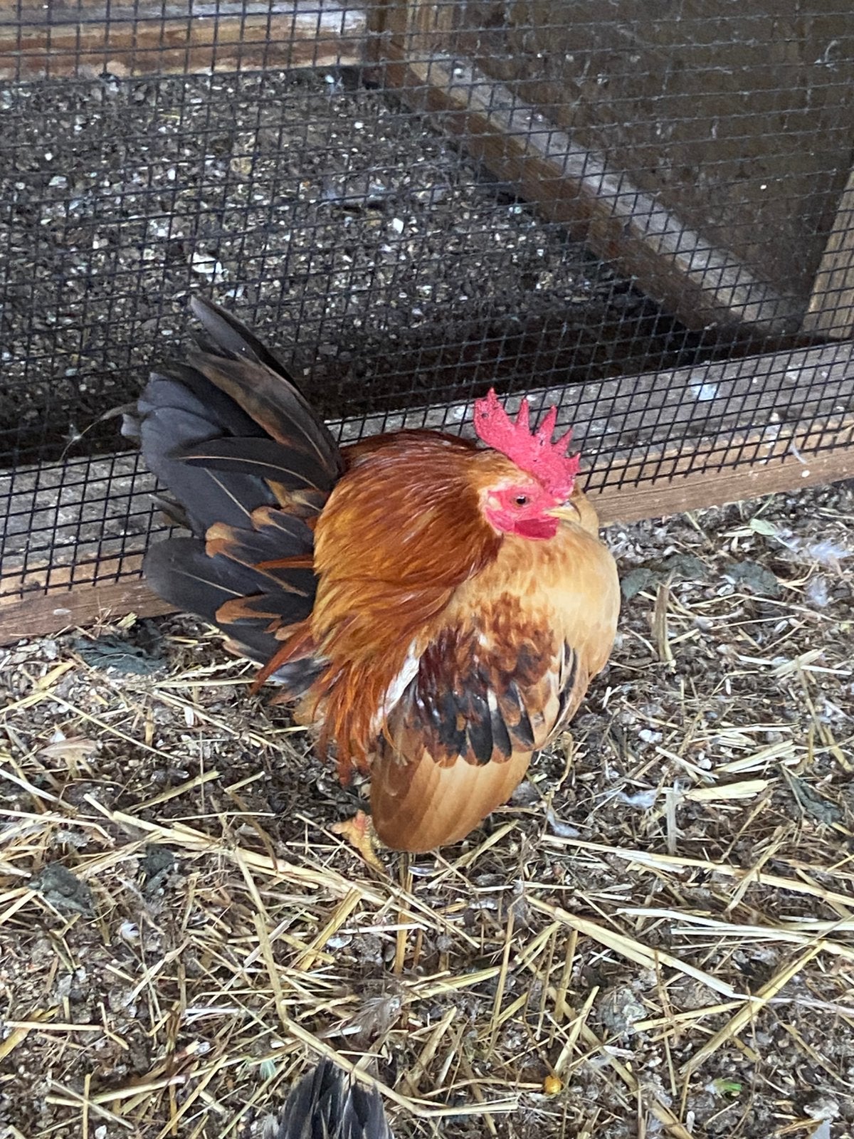 Serama koppel, Dieren en Toebehoren, Meerdere dieren, Kip